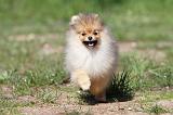 SPITZ ALLEMAND 267